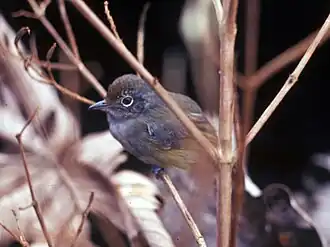 Dysithamnus mentalis