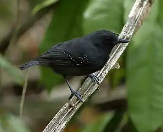 Um macho na Reserva Biológica de Sooretama, no Espírito Santo.