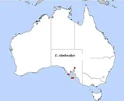 E. cladocalyx, área de distribuição