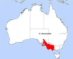 E. leucoxylon, área de distribuição