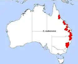 E. moluccana, área de distribuição
