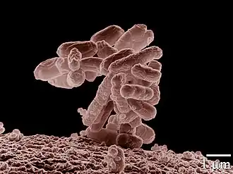 Escherichia coli (γ)