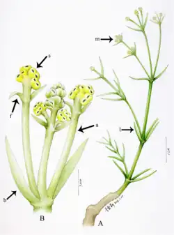 Eamesia, mostrando o cone masculino (B)