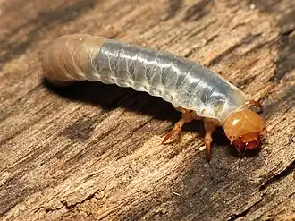 Fotografia da larva de Odontotaenius disjunctus, dos Estados Unidos.