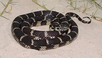 Essa cobra foi encontrada predando um ninho de cágado-diamante.