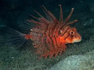 Peixe leão de Bleeker (Ebosia bleekeri)