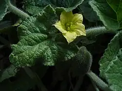 Ecballium elaterium.