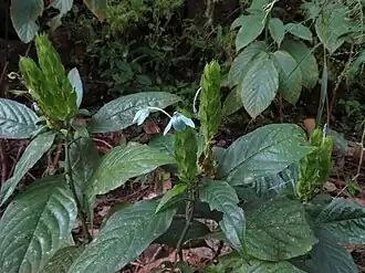 Ecbolium ligustrinum