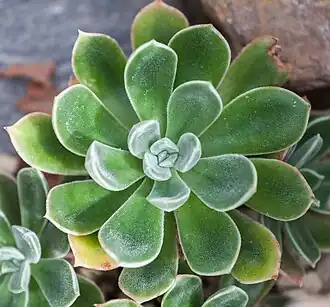 Echeveria pulvinata