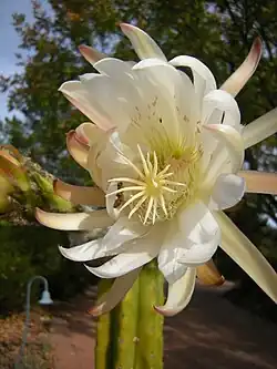 Flor do cacto Echinopsis pachanoi