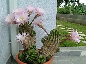 Echinopsis werdermannii