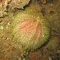 Echinus esculentus (Echinidae)