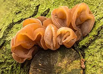 Auricularia auricula-judae numa velha faia na base de um ramo previamente cortado.