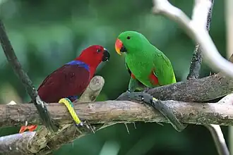 Um par de papagaios Eclectus polychloros.
