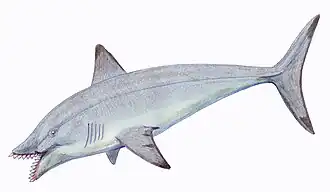 Edestus protopirata,