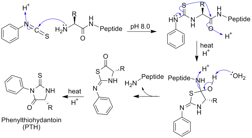 Edman Degradation with generic amino acid peptide chain