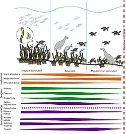 Efeitos da abundância de herbívoros em bancos de algas marinhas.