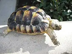 Testudo kleinmanni, Egito e Líbia.
