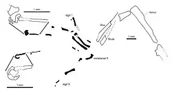 Pé de E. gouldi, com ampliações mostrando a separação das garras