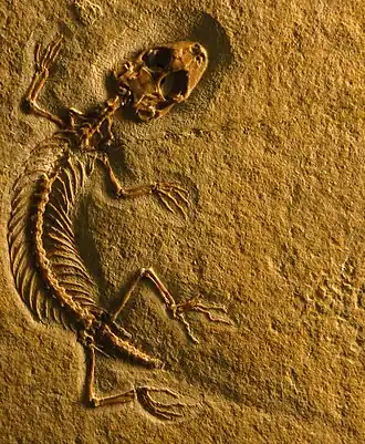 Espécime tipo e único de E. schroederi