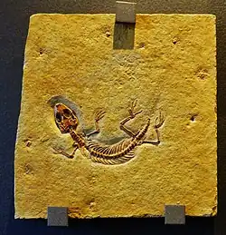 Espécime tipo de E. schroederi no Jura Museum, Eichstätt, Alemanha.