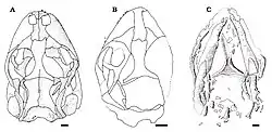 Comparação dos crânios de E. schroederi (A), espécime espanhol sem nome (B), e E. gouldi (C)