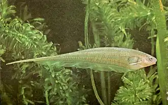 Eigenmannia virescens&nbsp;[en]