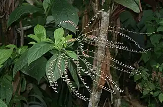 Eirmocephala brachiata