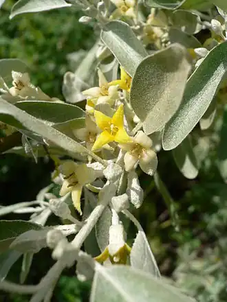 Elaeagnus angustifolia