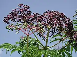 Sambucus canadensis (folhagem e frutos).