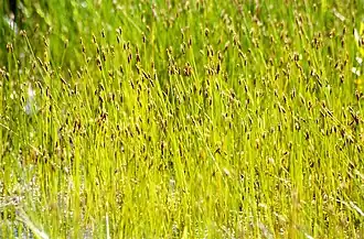 Eleocharis uniglumis