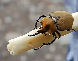 Besouro elefante macho