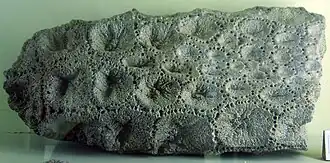 Armadura caudal de Eleutherocercus setifer no Museu de História Natural de Berlim