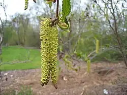 Amentilho masculino de Alnus viridis.