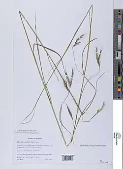 Elymandra sendo apresentada cientificamente