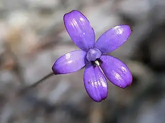 Elythranthera brunonis