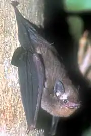 Emballonura semicaudata