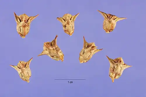 Os frutos, mais frequentemente de cor quase preta