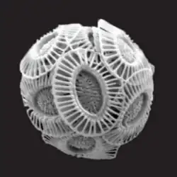 A abundante espécie Emiliania huxleyi.