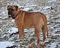 Bullmastiff fulvo