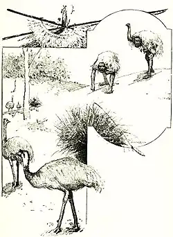Gravura 'Emu Hunting in Australia' (Caça à ema na Austrália) de Maturin M. Ballou, 1889.