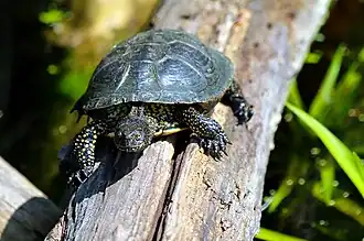 Cágado-de-carapaça-estriada