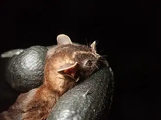 Enchisthenes hartii. Equador, Zamora Chinchipe, Los Tepuyes. Foto de Carlos Boada.