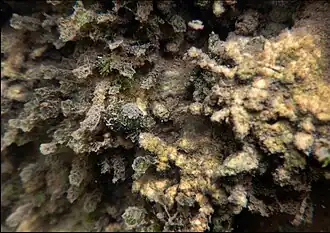 Zona de forte mineralização.