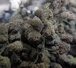 Theodoxus sp. sobre uma linha de pesca.