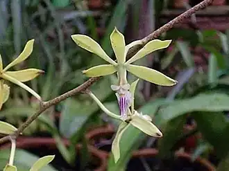 Encyclia ceratistes