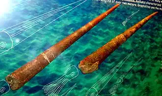 Fósseis de Endoceras.