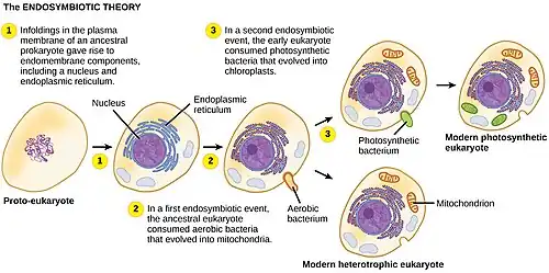 Endossimbiose - O primeiro eucarioto pode ter se originado de um procarioto ancestral que passou por proliferação de membranas, compartimentalização de funções celulares (em um núcleo, lisossomos e retículo endoplasmático) e estabeleceu relações endossimbióticas com um procarioto aeróbico e, em alguns casos, um procarioto fotossintético, formando mitocôndrias e cloroplastos, respectivamente.