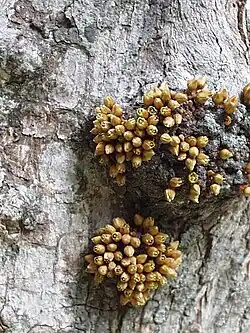 Englerophytum magalismontanum&nbsp;[en]