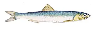 Engraulis encrasicolus.